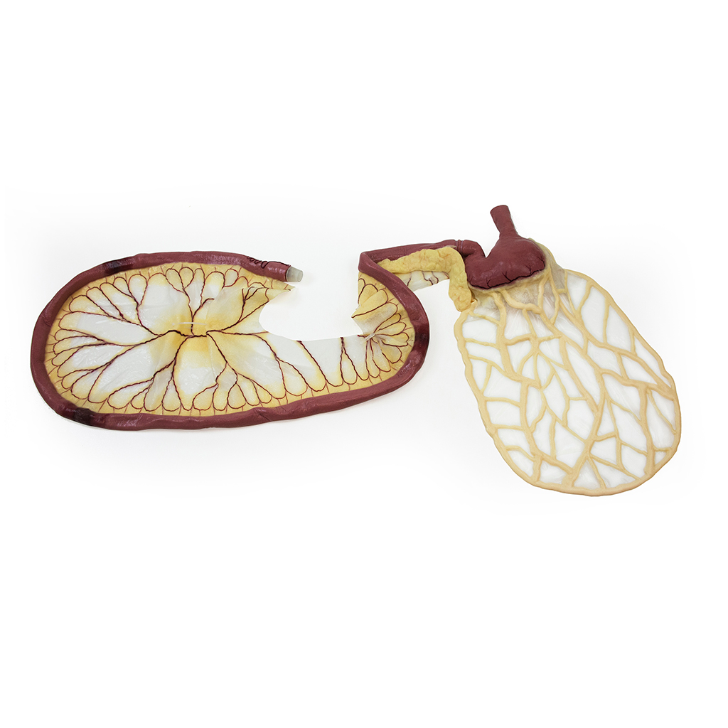 (123010) Canine GI Kit (Stomach, Pancreas, Intestine &ndash; One Piece)