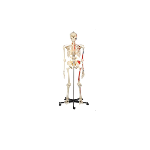 (200.1) ANATOMICAL MODEL - SKELETON WITH PAINTING 