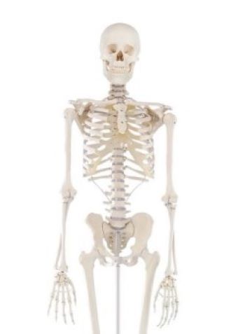 (3001) Skeleton Willi