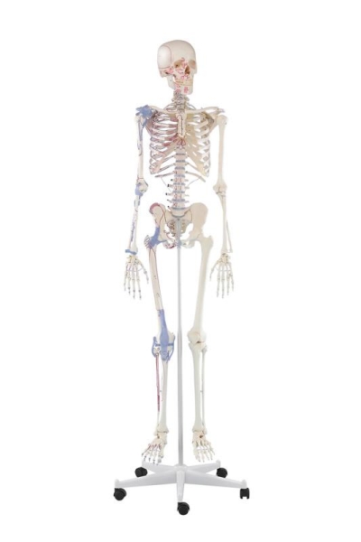 (3010) Skeleton Bert with Muscle Markings and Ligaments