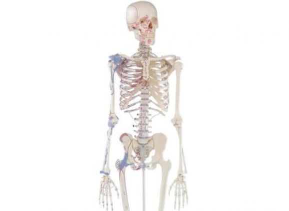 https://jayakelana.co.id/uploads/product/-3010-skeleton-bert-with-59781e1e382b596_cover.jpg