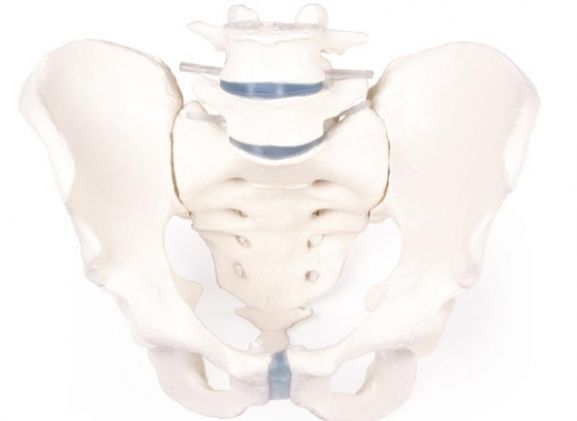 https://jayakelana.co.id/uploads/product/-4056-male-pelvis-with-458841694471302_cover.jpg
