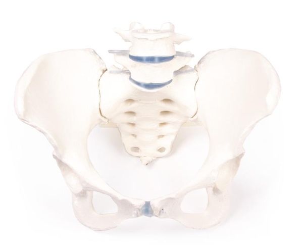 (4058) Female Pelvis with Sacrum and 2 Lumbar Vertebrae