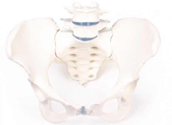 https://jayakelana.co.id/uploads/product/-4058-female-pelvis-with-12392abf9e9c169_cover.jpg