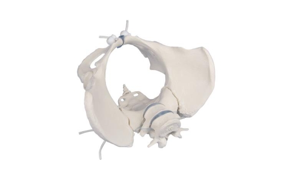 (4058G) Female Pelvis with 2 Lumbar Vertebrae, Flexible Mounted