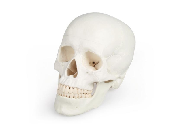 (4500) Skull Model, 3 parts - EZ Augmented Anatomy