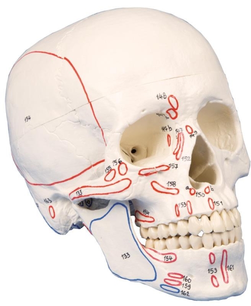 (4509) Skull Model, 3-part, with Muscle Marking