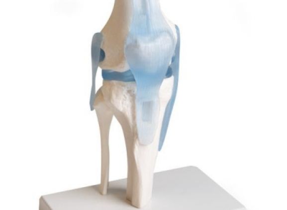 https://jayakelana.co.id/uploads/product/-4552-knee-joint-with-295908a9438034a_cover.jpg