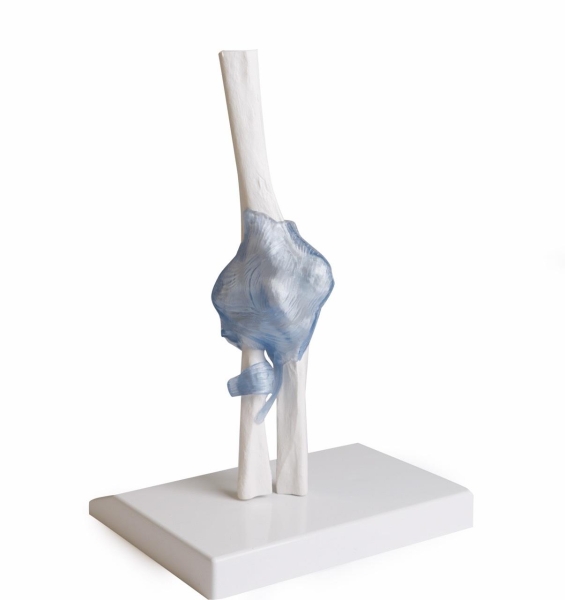 (4556) Elbow Joint with Ligaments with Stand