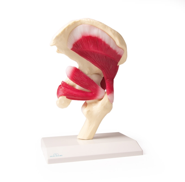 (4663) Hip Joint, life size, with Muscles