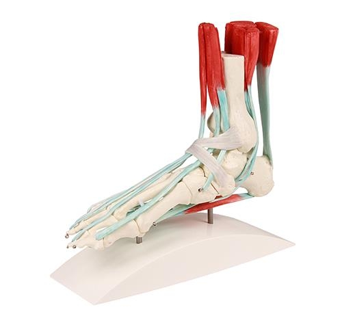 (6052) Foot Skeleton with Ligaments