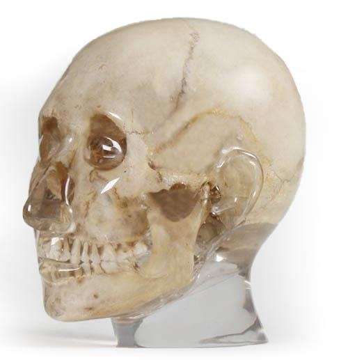 (7320) X-Ray Phantom Head, Transparent