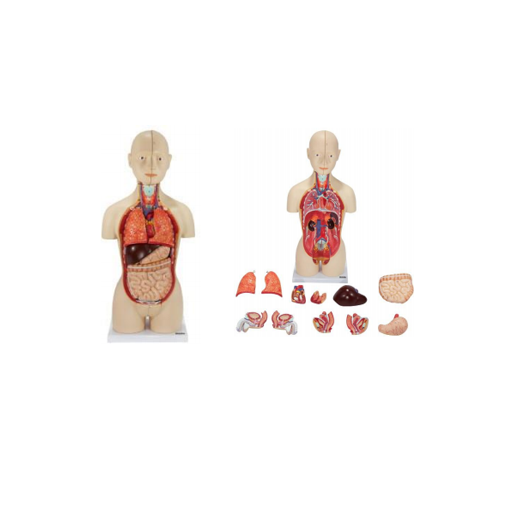 (A-104264) AXIS SCIENTIFIC 16-PART MINI TORSO 