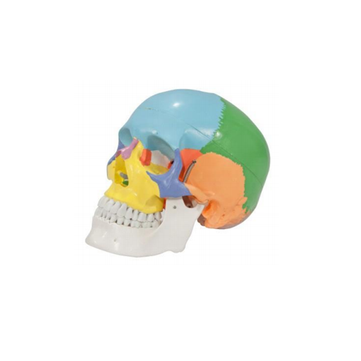 (A-104268) AXIS SCIENTIFIC 3-PART LIFE-SIZE PAINTED DIDACTIC HUMAN SKULL 