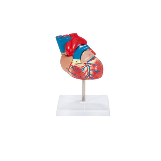  (A-104269) AXIS SCIENTIFIC 2-PART DELUXE LIFE-SIZE HUMAN HEART