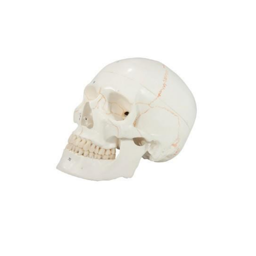 (A-104270) AXIS SCIENTIFIC 3-PART LIFE-SIZE NUMBERED HUMAN SKULL 