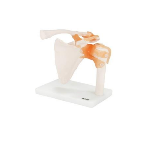  (A-104273) AXIS SCIENTIFIC FLEXIBLE SHOULDER JOINT