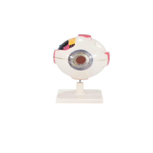 (A-104279) AXIS SCIENTIFIC 7-PART HUMAN EYE (5X LIFE SIZE)