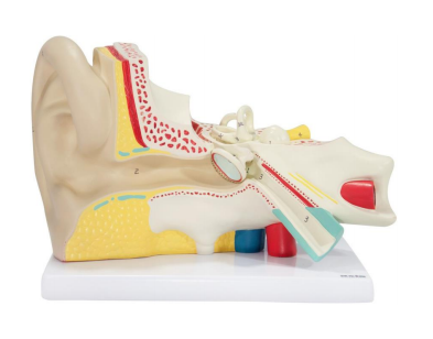 (A-104280) AXIS SCIENTIFIC OVERSIZED 3-PART HUMAN EAR 