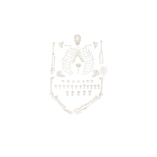 (A-104406) AXIS SCIENTIFIC COMPLETE DISARTICULATED HUMAN SKELETON