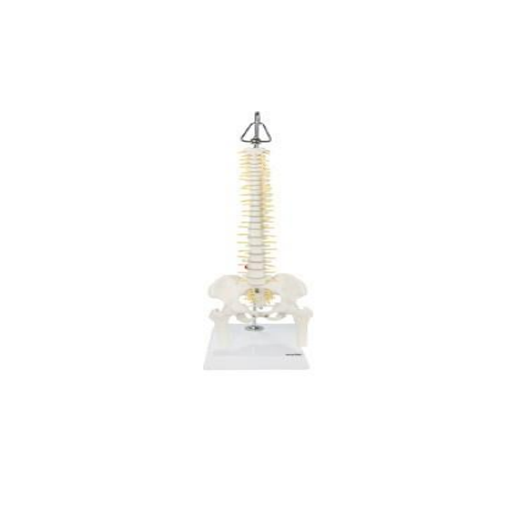 (A-105162) AXIS SCIENTIFIC MINIATURE VERTEBRAL COLUMN