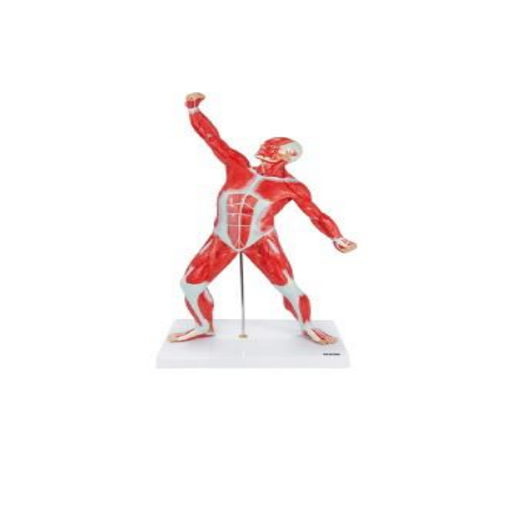 (A-105166) AXIS SCIENTIFIC MINIATURE HUMAN MUSCULAR FIGURE 