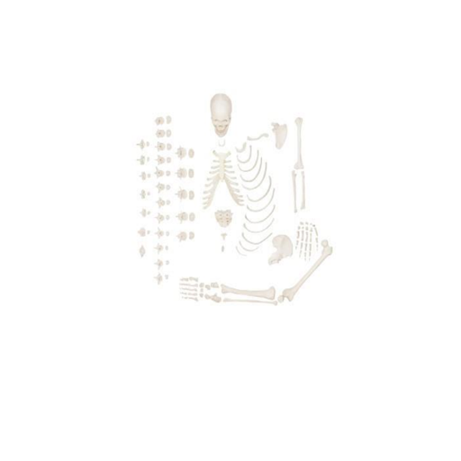 (A-105171) AXIS SCIENTIFIC HALF DISARTICULATED HUMAN SKELETON 