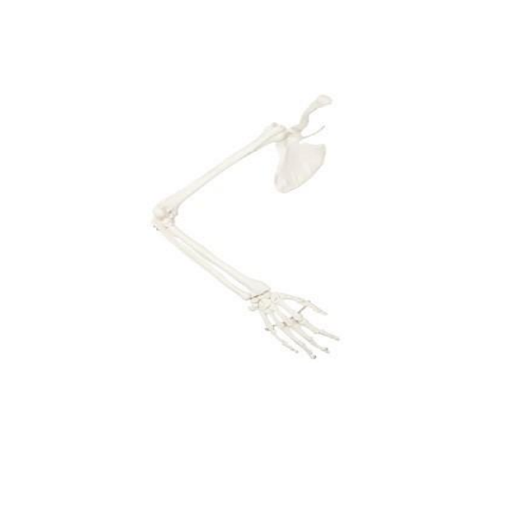 (A-105180) AXIS SCIENTIFIC ARM SKELETON 