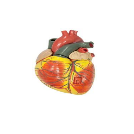 (A-105182) AXIS SCIENTIFIC 3-PART HEART (3X LIFE-SIZE)