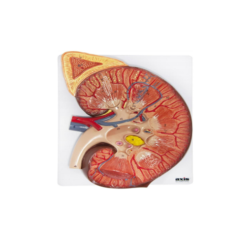(A-105185) AXIS SCIENTIFIC KIDNEY WITH ADRENAL GLAND (3X LIFE-SIZE) 