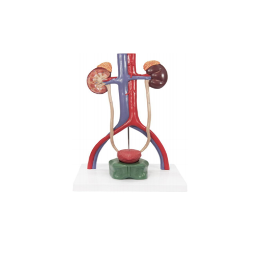 (A-105186) AXIS SCIENTIFIC URINARY SYSTEM 
