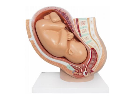 https://jayakelana.co.id/uploads/product/-a-105189-axis-scientific-pregnancy-154785094ebbdf1_cover.png