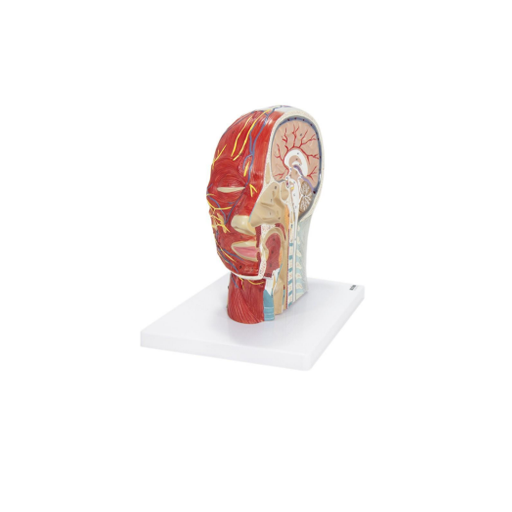 (A-105192) AXIS SCIENTIFIC HALF HEAD 