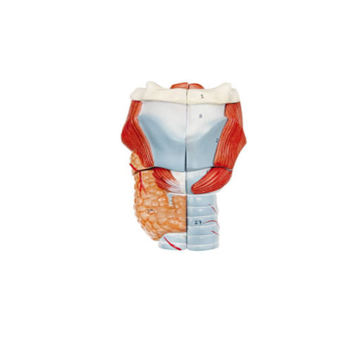 (A-105302) AXIS SCIENTIFIC 5-PART LARYNX MODEL 