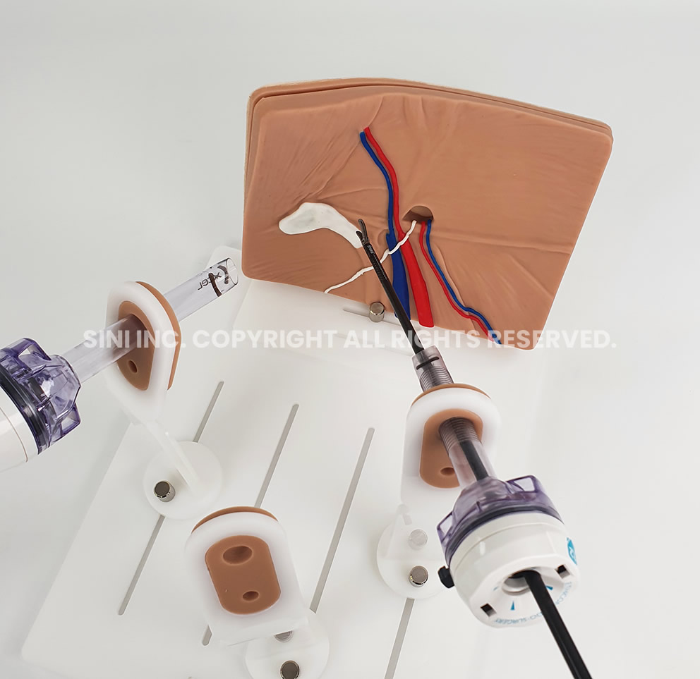 (A-LPH-01) Laparoscopic Hernia Surgery Trainer