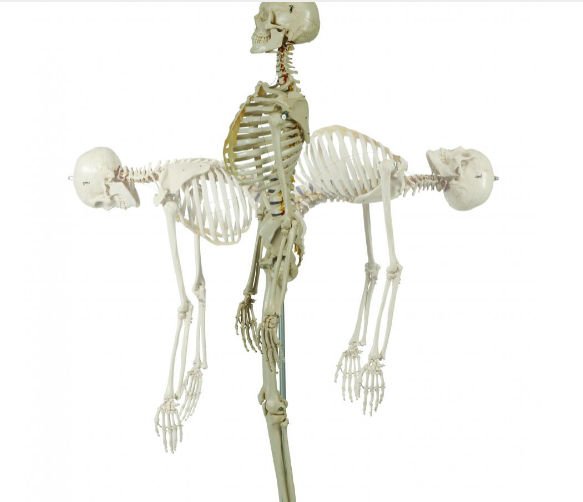 (A200.2) Anatomical Model Flexible Skeleton