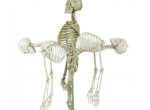https://jayakelana.co.id/uploads/product/-a200-2-anatomical-model-flexible-54200f4f3635872_cover.png