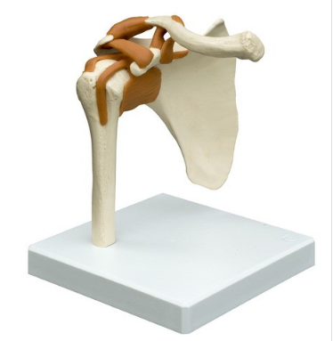 (A250) Anatomical Model - Shoulder Joint
