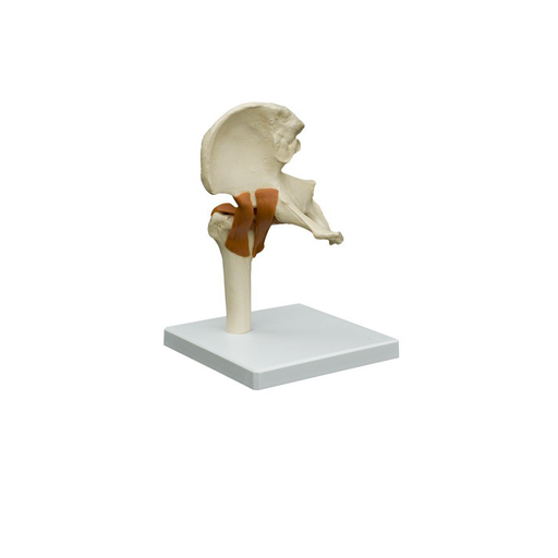  (A251) ANATOMICAL MODEL - HIP JOINT