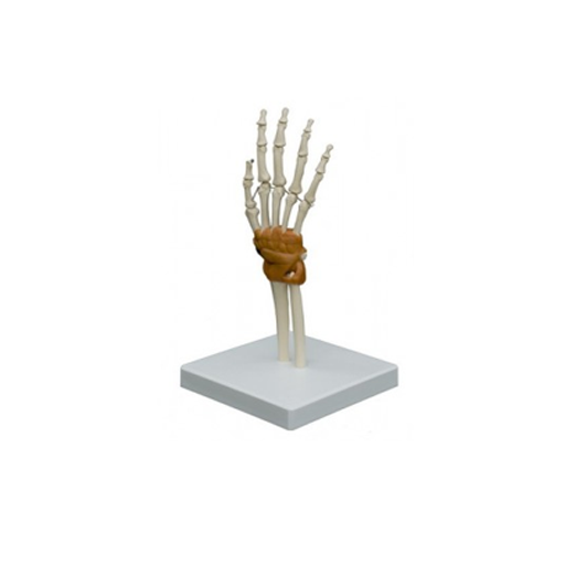 (A255) ANATOMICAL MODEL - HAND JOINT 