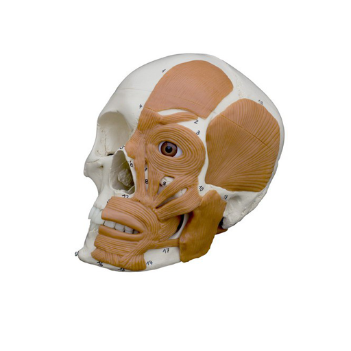 (A263) ANATOMICAL MODEL - SKULL WITH MUSCLES, 4-PARTS 