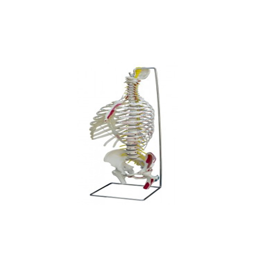(A266) ANATOMICAL MODEL - SPINE WITH THORAX AND MUSCLE PAINTING 