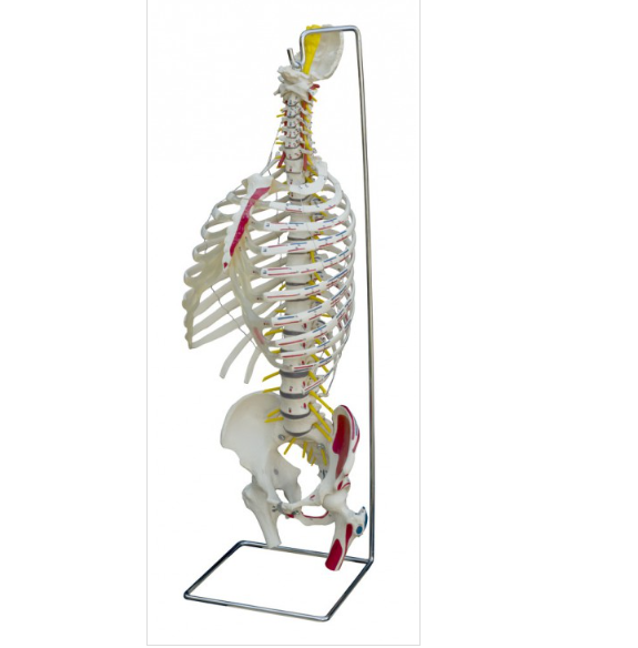 (A266) Spine with Rib Cage and Muscle Painting