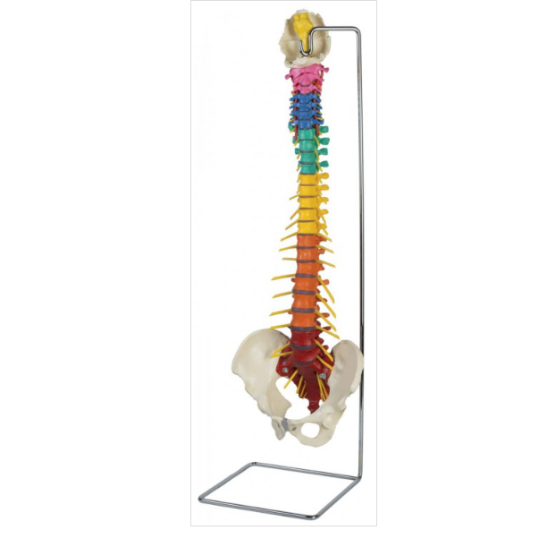 (A273) Dorn's Spine