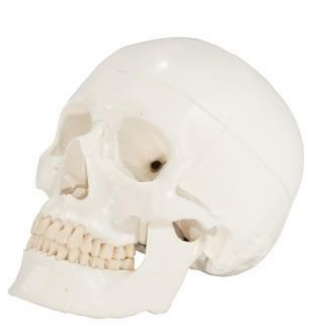 (A-104405) Axis Scientific 3-Part Life-Size Human Skull Anatomy Model