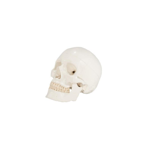 (A-104405) Axis Scientific 3-Part Life-Size Human Skull Anatomy Model