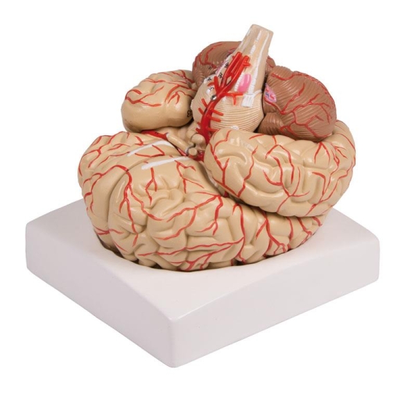 (C220) Brain Model, 9-part with Arteries