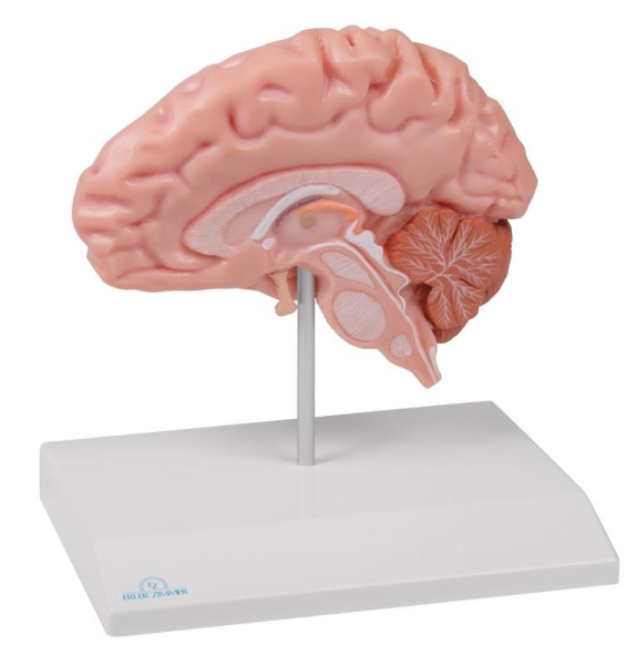 (C915) Anatomical Brain Half, life-size - EZ Augmented Anatomy