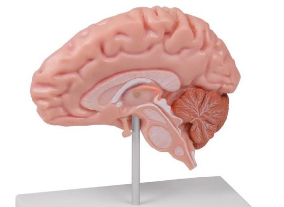 https://jayakelana.co.id/uploads/product/-c915-anatomical-brain-half--78130aa2e316da1_cover.jpg
