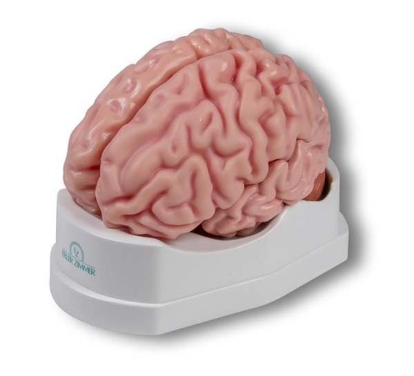 (C918) Anatomical Brain Model, life-size, 5 parts - EZ Augmented Anatomy